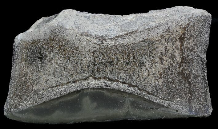 Jurassic Marine Reptile Bone In Cross-Section - Whitby, England #49160